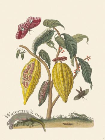 Merian Metamorphosis 63